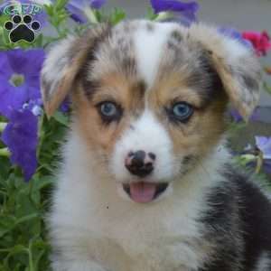 Oreo, Pembroke Welsh Corgi Puppy