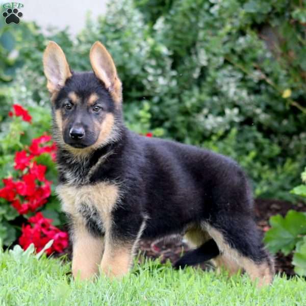 Oreo, German Shepherd Puppy