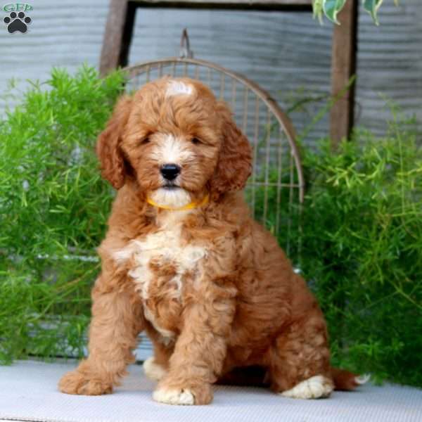 Orpha, Goldendoodle Puppy