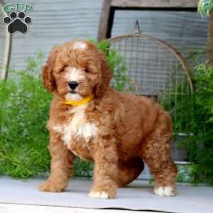Orpha, Goldendoodle Puppy