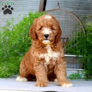 Orpha, Goldendoodle Puppy