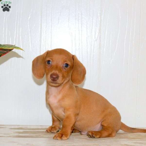 Oscar, Dachshund Puppy