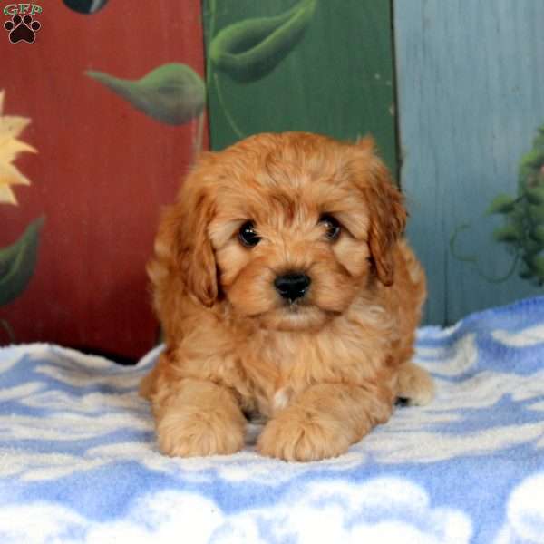 Oscar, Cavapoo Puppy