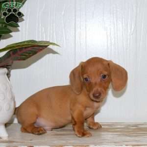 Oscar, Dachshund Puppy