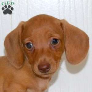 Oscar, Dachshund Puppy