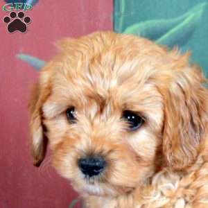 Oscar, Cavapoo Puppy