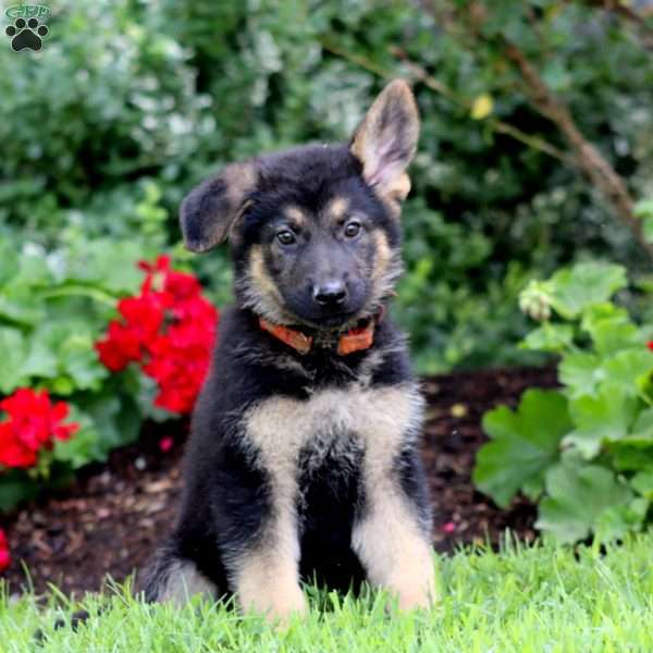 Oscar, German Shepherd Puppy