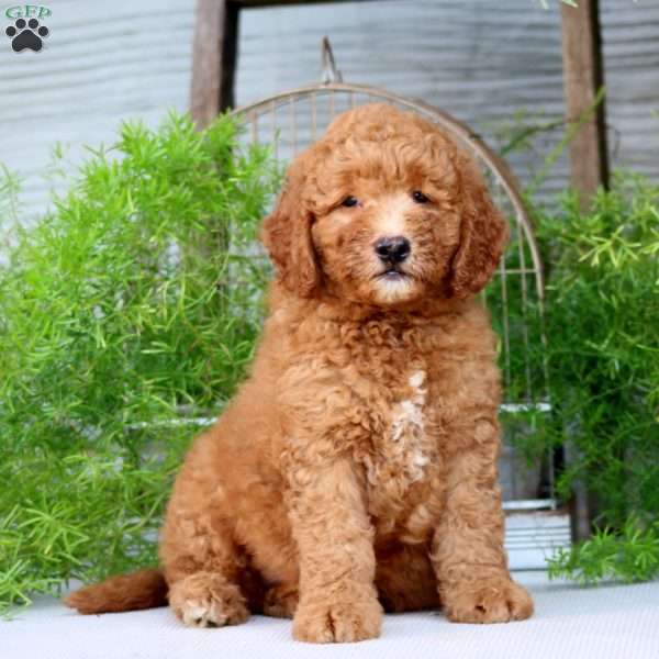 Oscar, Goldendoodle Puppy