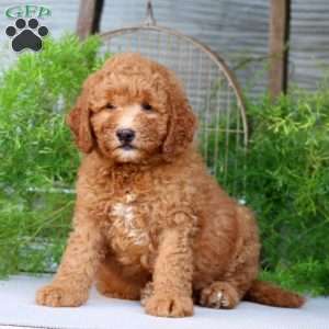 Oscar, Goldendoodle Puppy