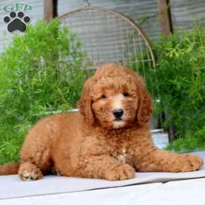 Oscar, Goldendoodle Puppy