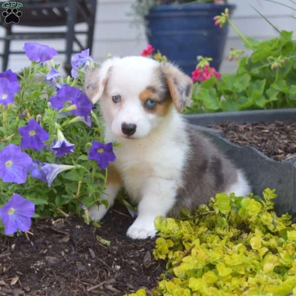 Otis, Pembroke Welsh Corgi Puppy