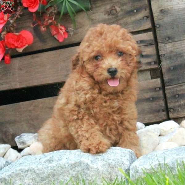 Otis, Miniature Poodle Puppy