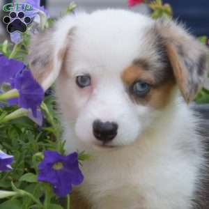 Otis, Pembroke Welsh Corgi Puppy