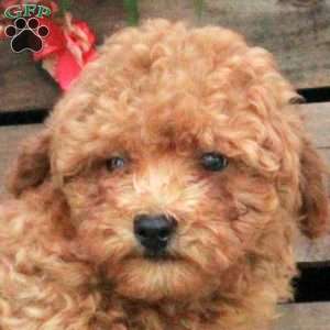 Otis, Miniature Poodle Puppy