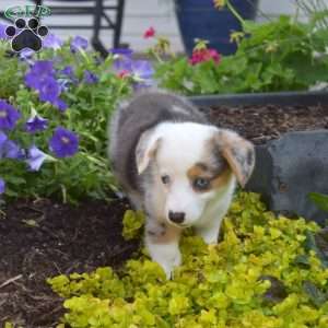Otis, Pembroke Welsh Corgi Puppy