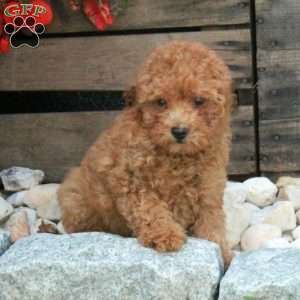Otis, Miniature Poodle Puppy