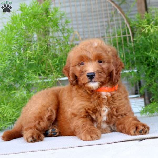 Ottis, Goldendoodle Puppy
