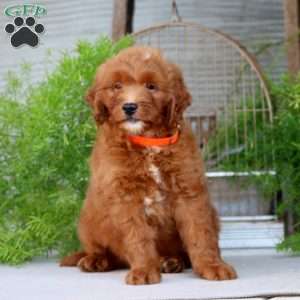 Ottis, Goldendoodle Puppy