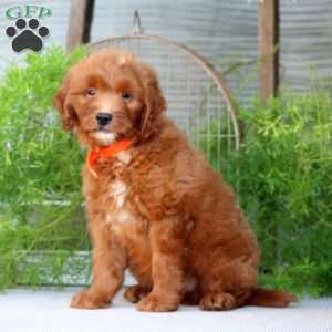 Ottis, Goldendoodle Puppy