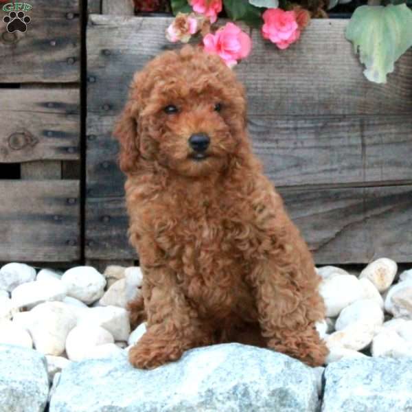 Otto, Miniature Poodle Puppy