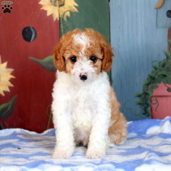 Otto, Cavapoo Puppy