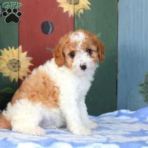 Otto, Cavapoo Puppy