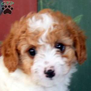 Otto, Cavapoo Puppy