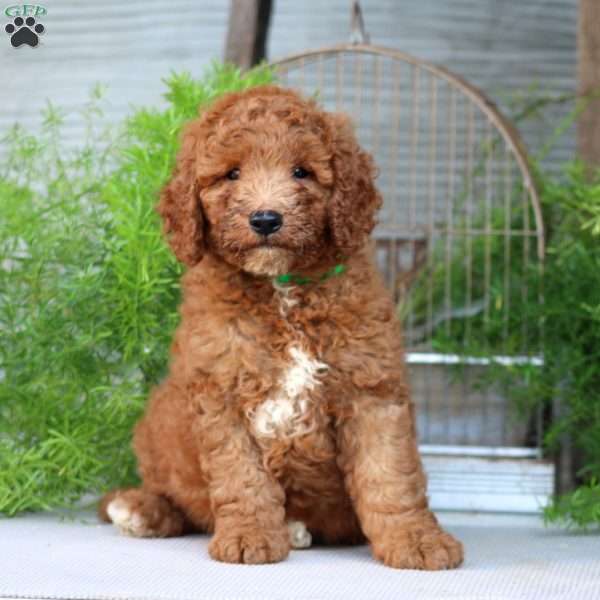 Owen, Goldendoodle Puppy