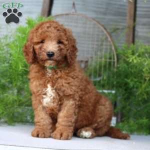 Owen, Goldendoodle Puppy