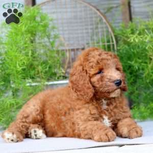 Owen, Goldendoodle Puppy