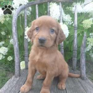 Florie, Golden Irish Puppy