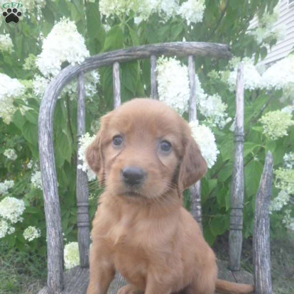 Florie, Golden Irish Puppy