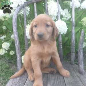 Flossie, Golden Irish Puppy
