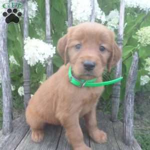 Flair, Golden Irish Puppy