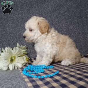 Kye, Havapoo Puppy