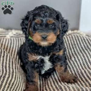 Gus, Mini Labradoodle Puppy