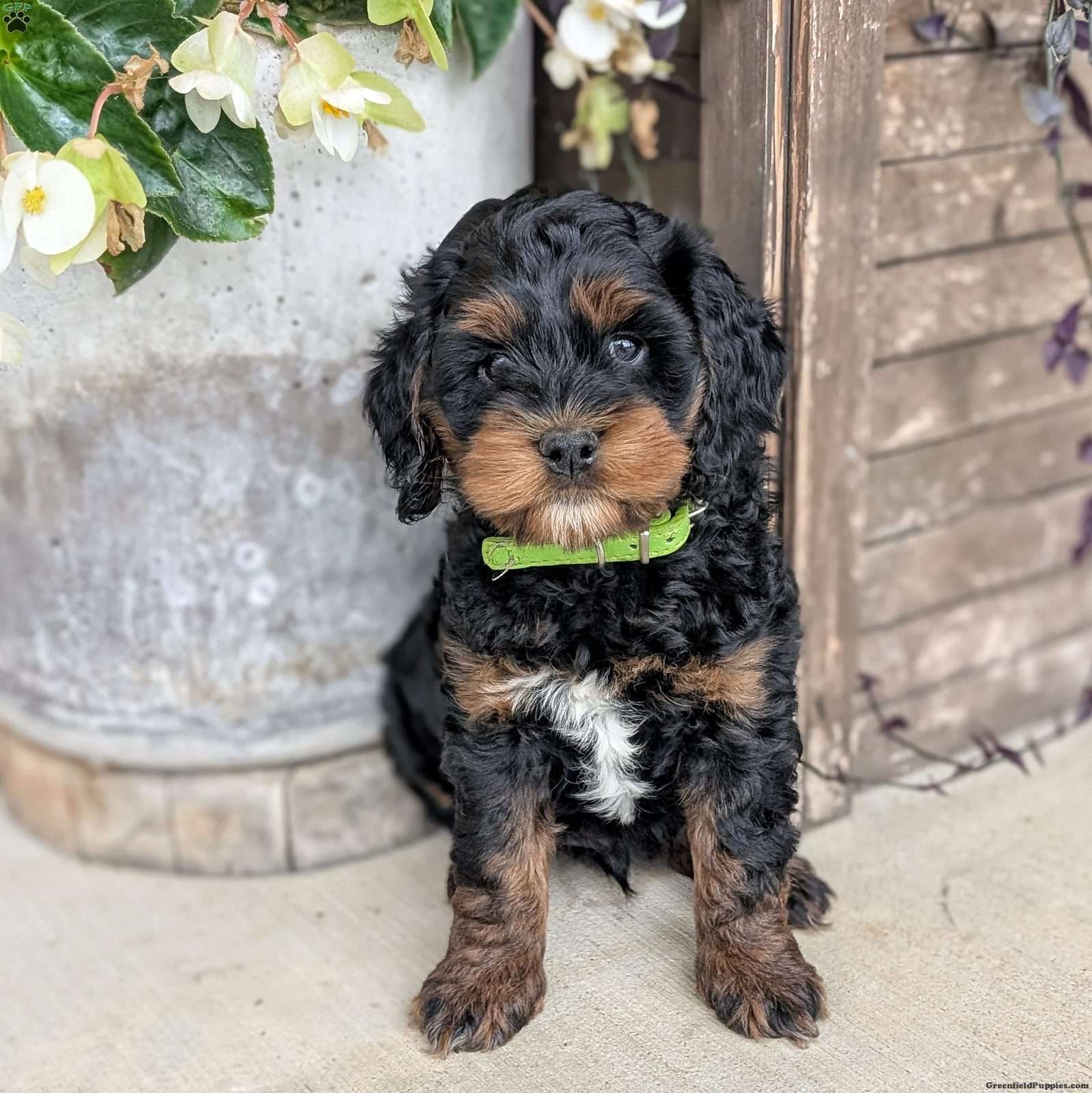 Gus - Mini Labradoodle Puppy For Sale in Pennsylvania