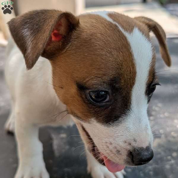 Penny, Jack Russell Mix Puppy