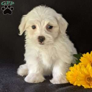 Kip, Maltese Puppy