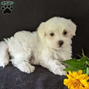 Kip, Maltese Puppy
