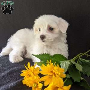 Kip, Maltese Puppy