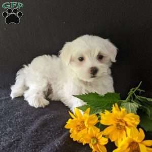 Kip, Maltese Puppy