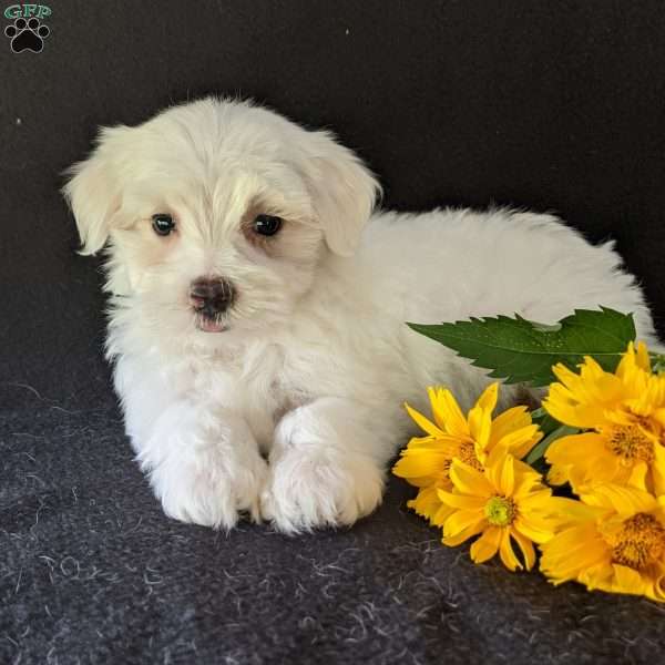 Kip, Maltese Puppy
