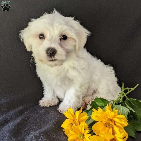 King, Maltese Puppy