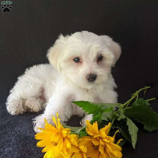 Kelly, Maltese Puppy