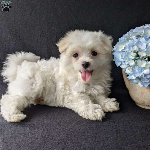 Darla, Maltese Puppy
