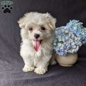 Darla, Maltese Puppy