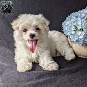 Darla, Maltese Puppy