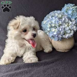 Darla, Maltese Puppy