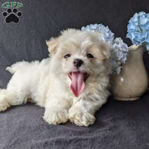 Darla, Maltese Puppy